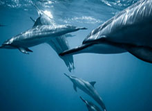 绿茵烽火燃东北 吉林足球赴新程！首届“东北超”5月开赛